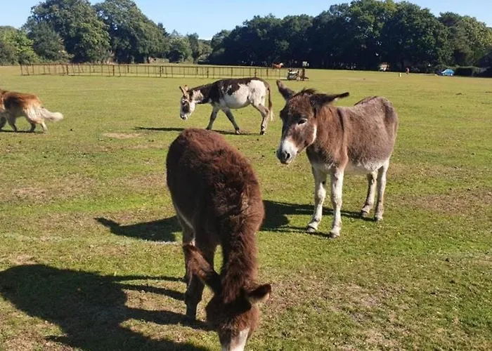 The Swish - New Forest Get Away