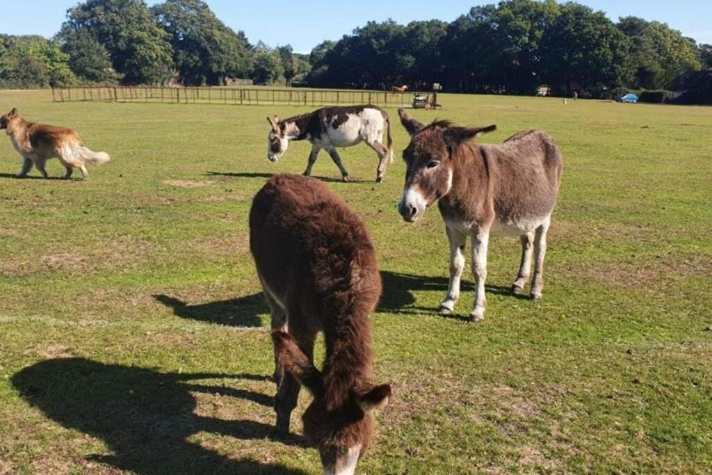 The Swish - New Forest Get Away *