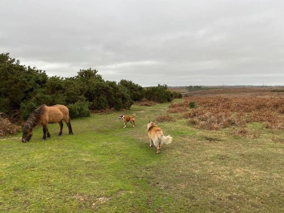 Apartment The Swish - New Forest Get Away
